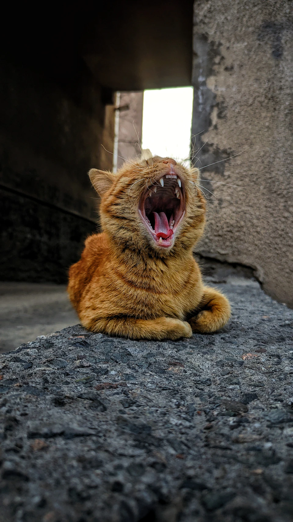 The image shows a brown cat sitting on a gray concrete surface, with its mouth open and teeth showing. The cat is facing towards the left side of the frame, giving a clear view of its mouth and teeth. In the background, there is an archway or doorway that adds depth to the scene.