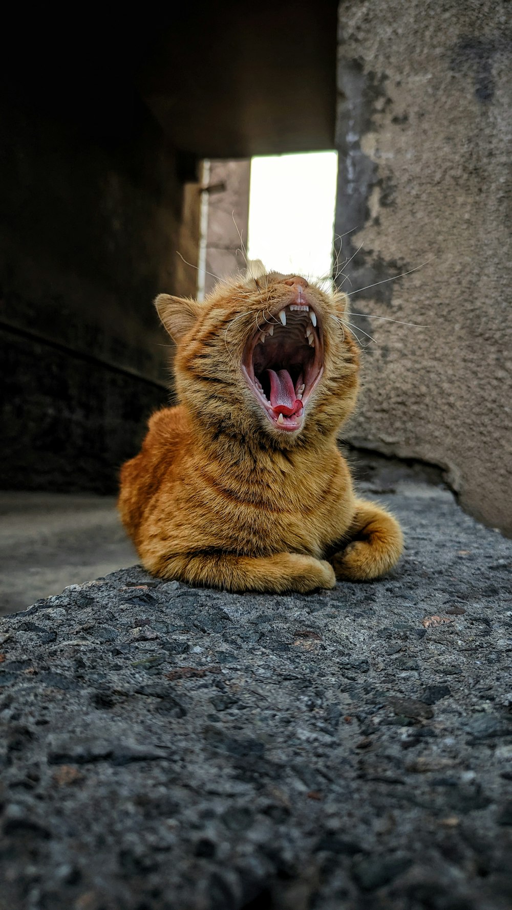 a cat with its mouth open sitting on the ground