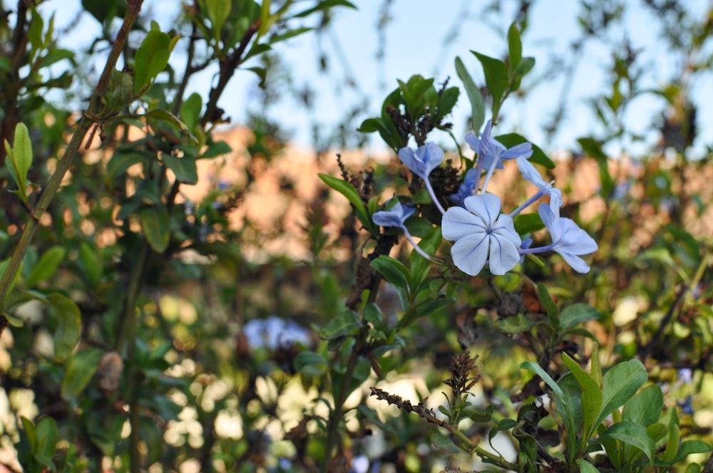 a blue flower is growing on a bush