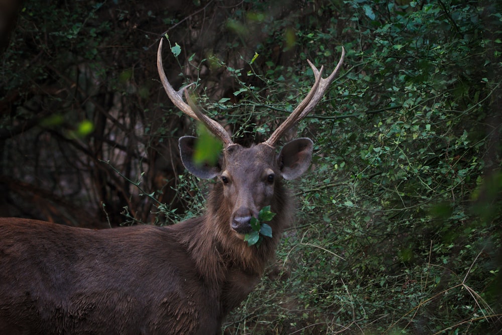 a close up of a deer with antlers on it's head