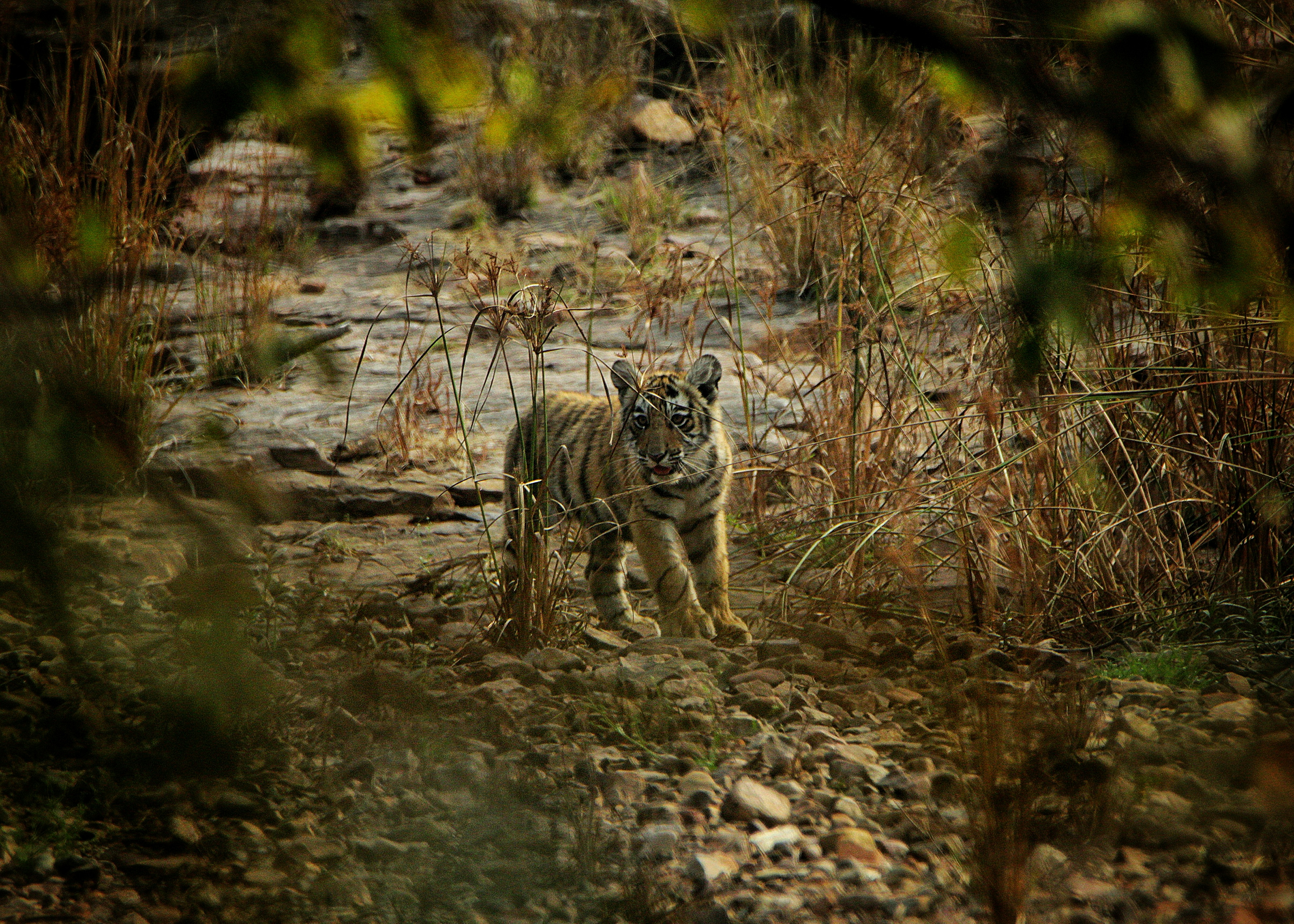 a small tiger walking through a rocky area