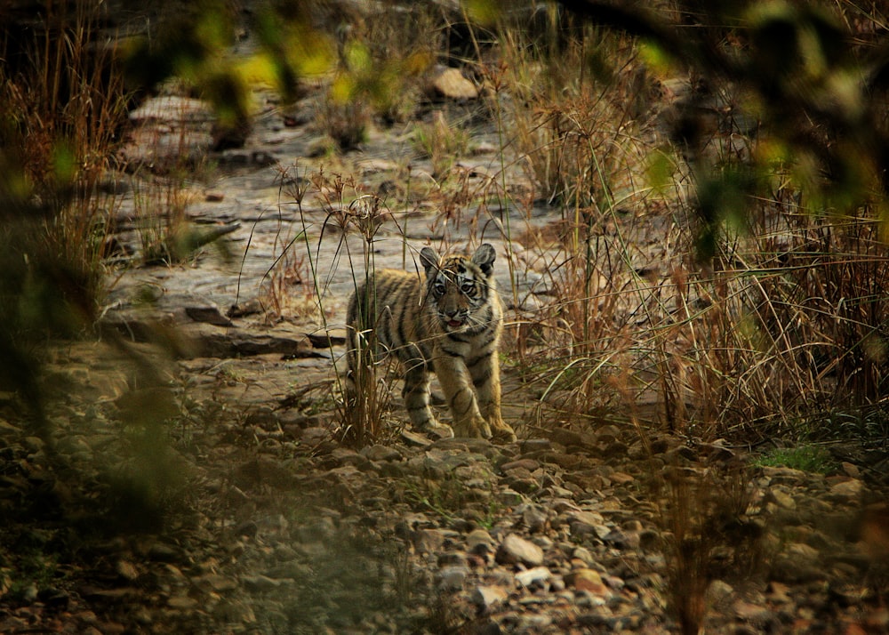 a small tiger walking through a rocky area