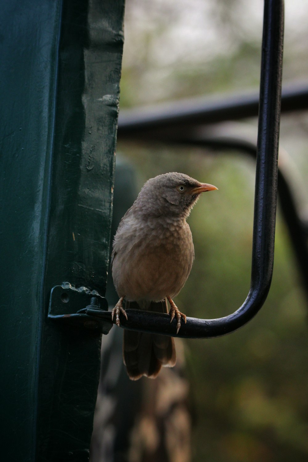 a small bird perched on the handle of a vehicle