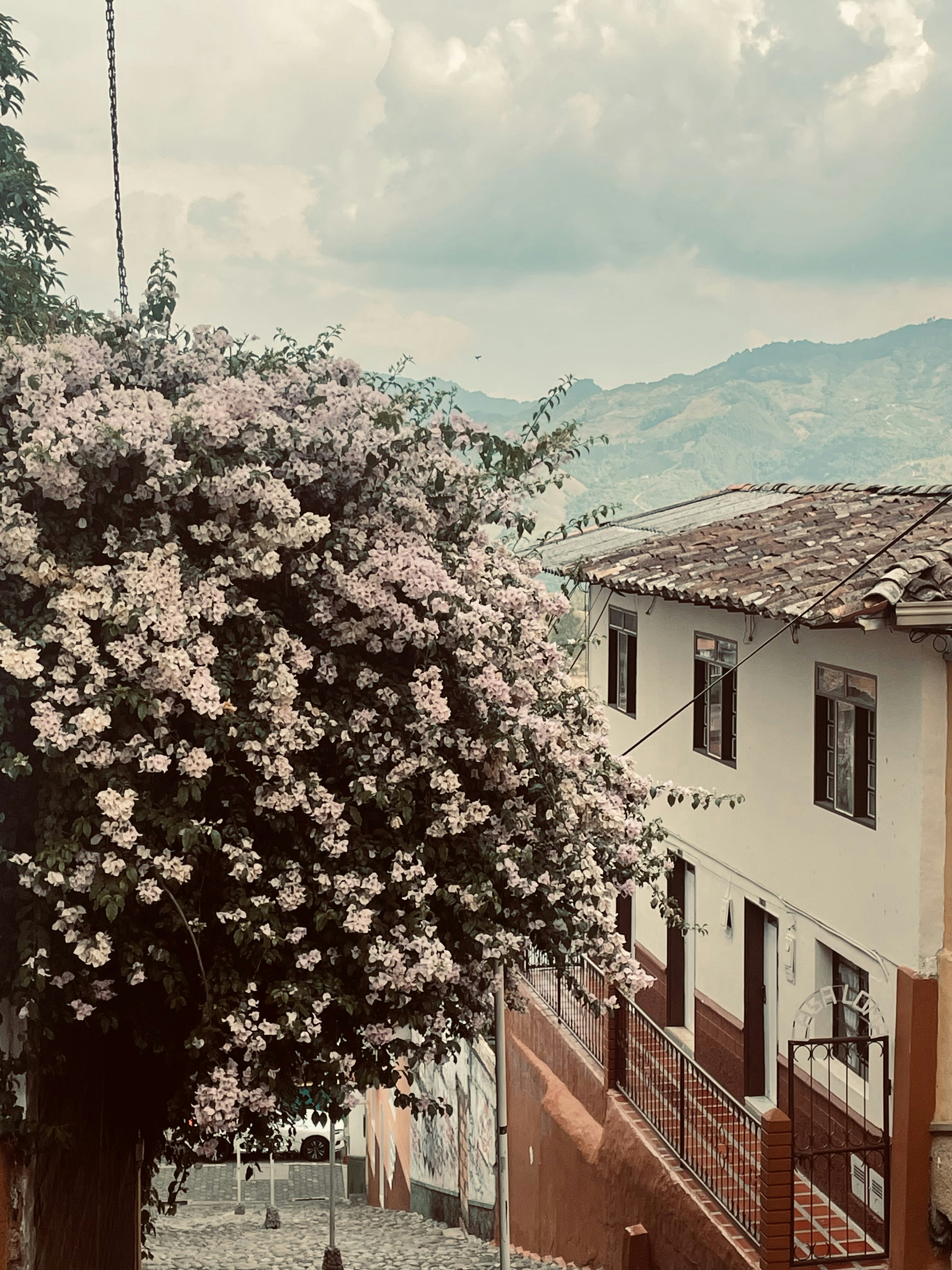 Fotomural a tree with white flowers in front of a building