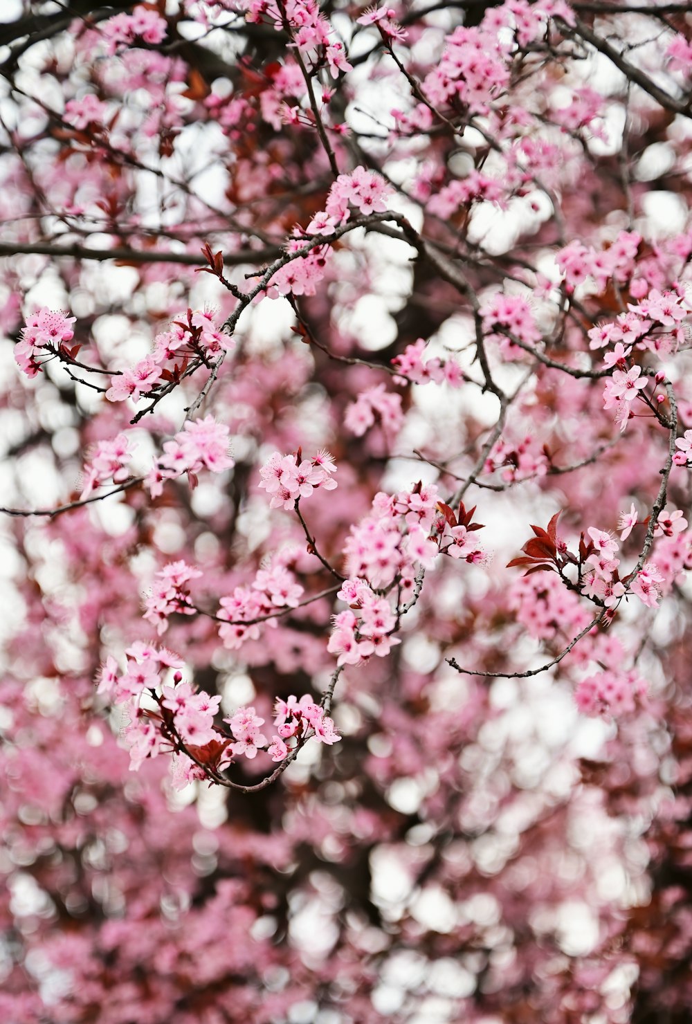 a tree filled with lots of pink flowers