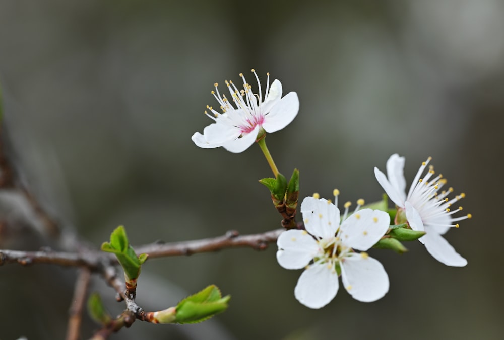 a branch with white flowers and green leaves