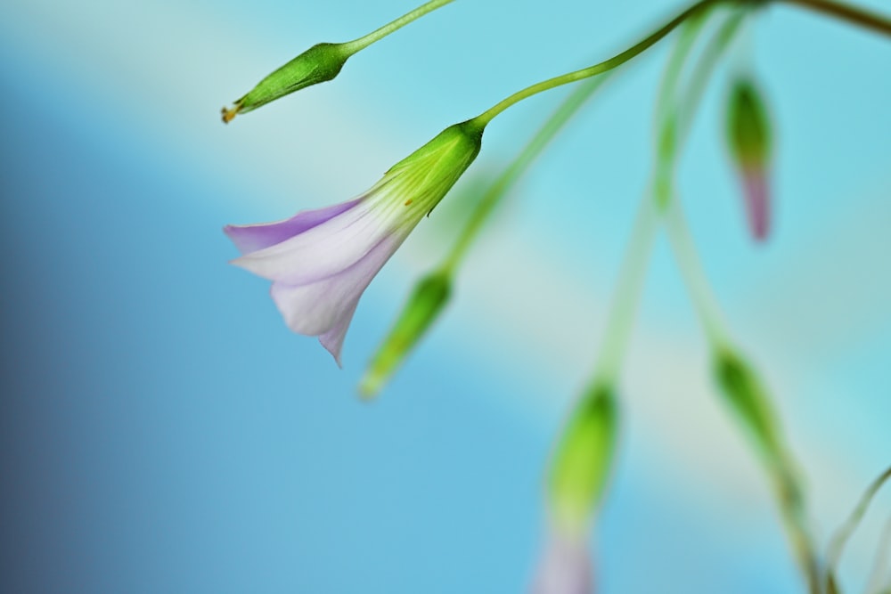 a close up of a flower with a sky background