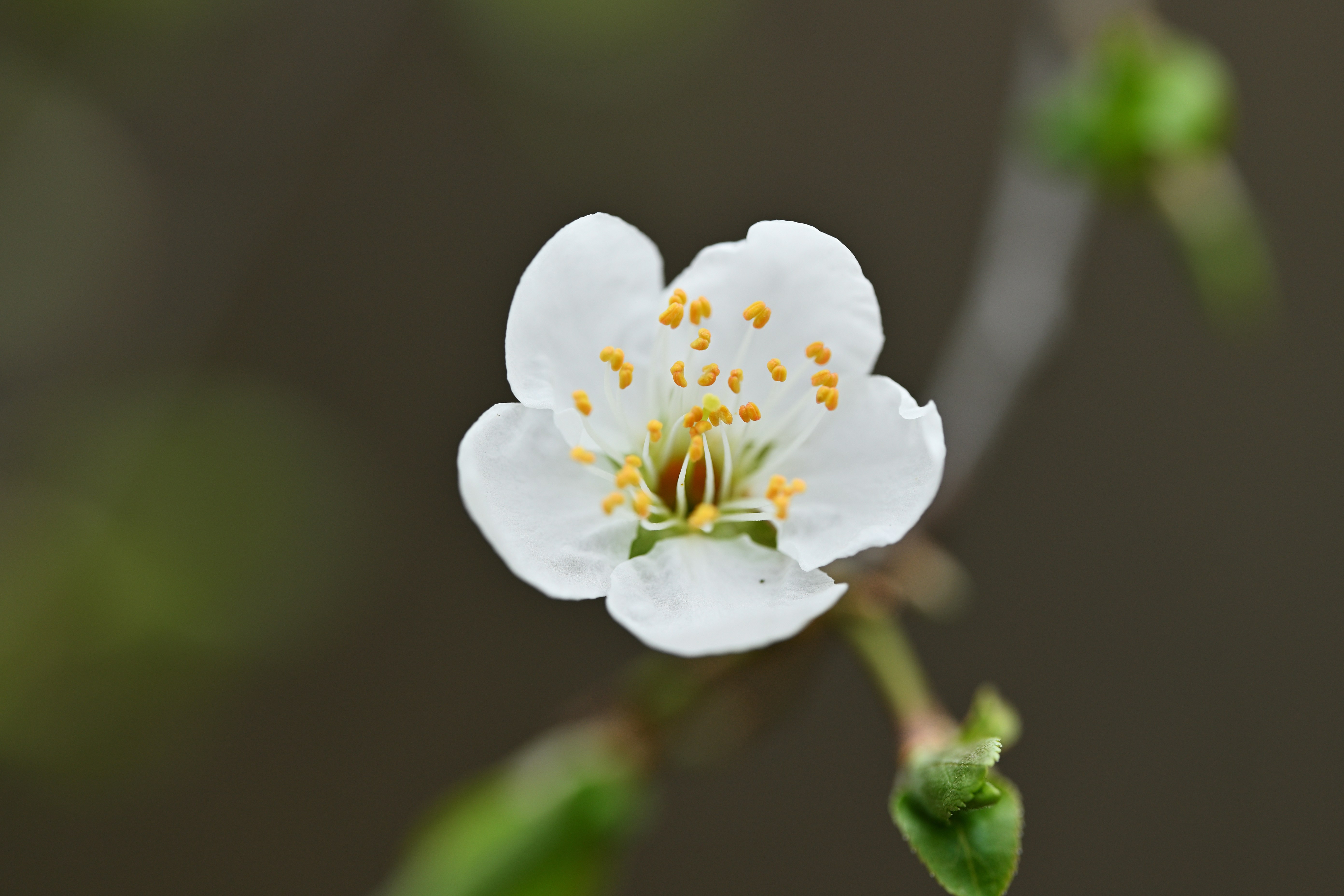 Photo by bkaraivanov