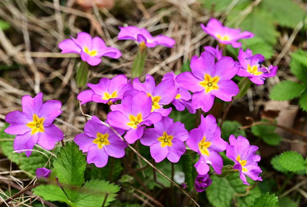 a group of purple flowers sitting on top of a lush green field