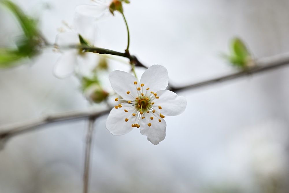 a close up of a flower on a tree branch