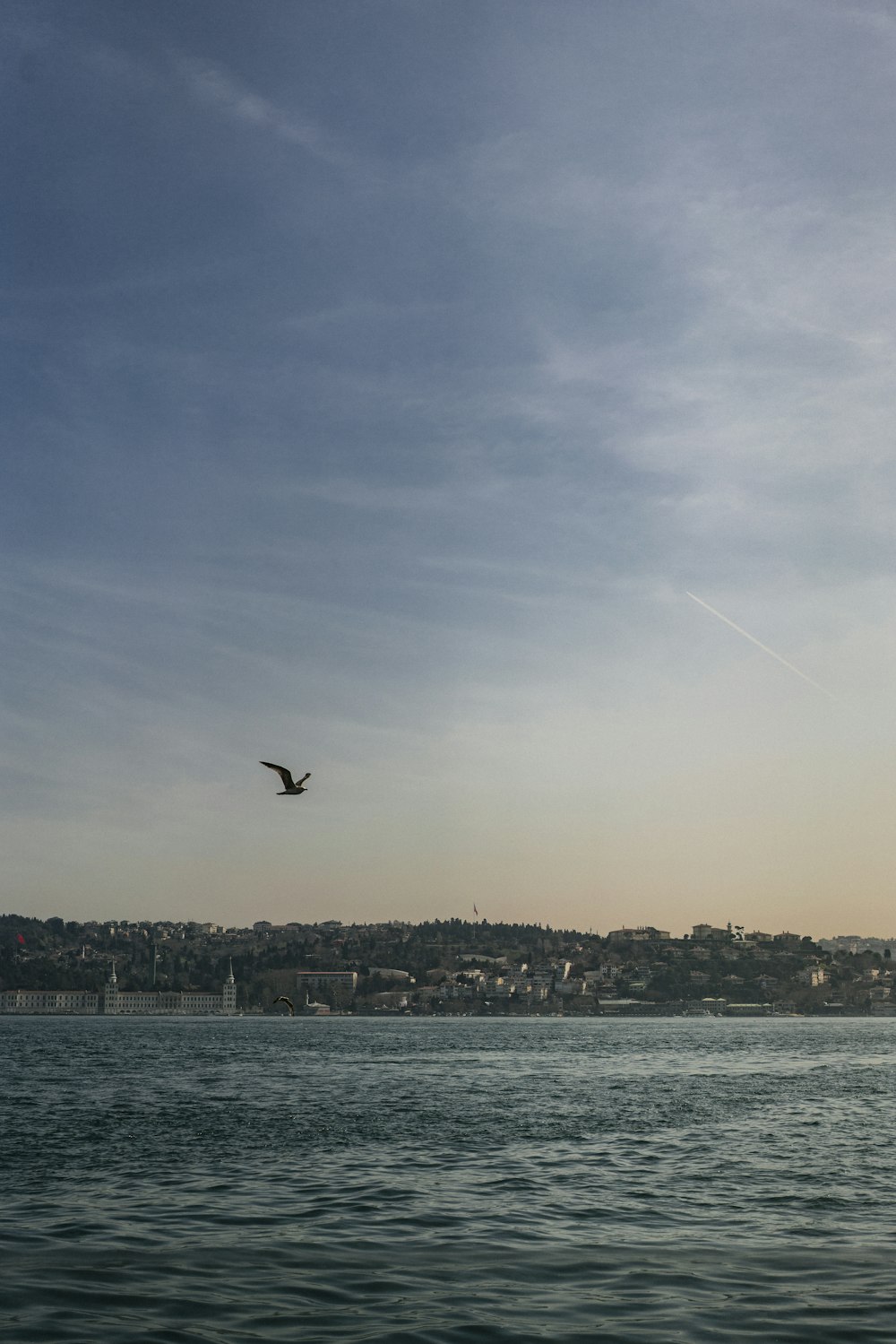 a bird flying over a body of water