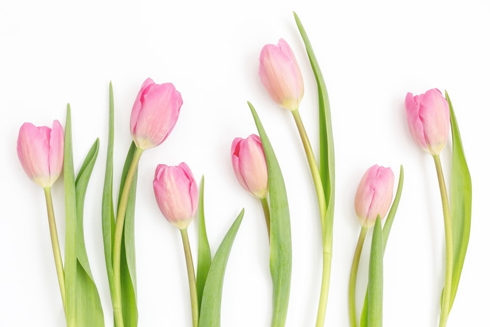 a group of pink tulips on a white background