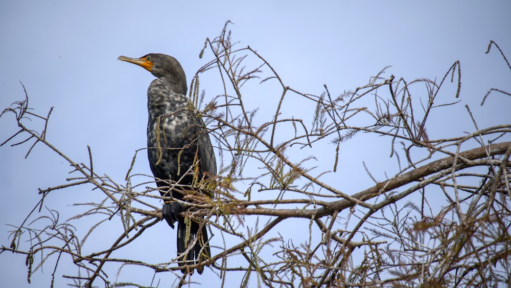 a bird sitting on top of a tree branch