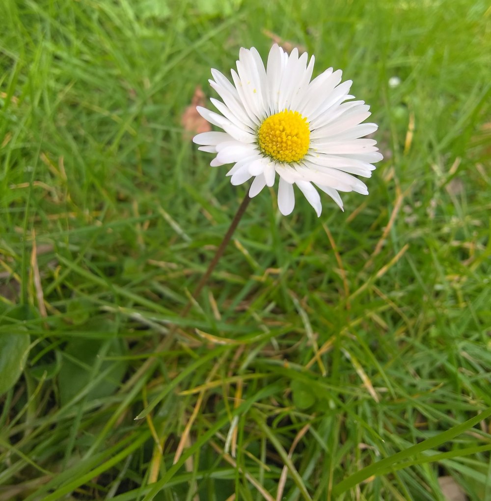 a single white flower sitting on top of a lush green field