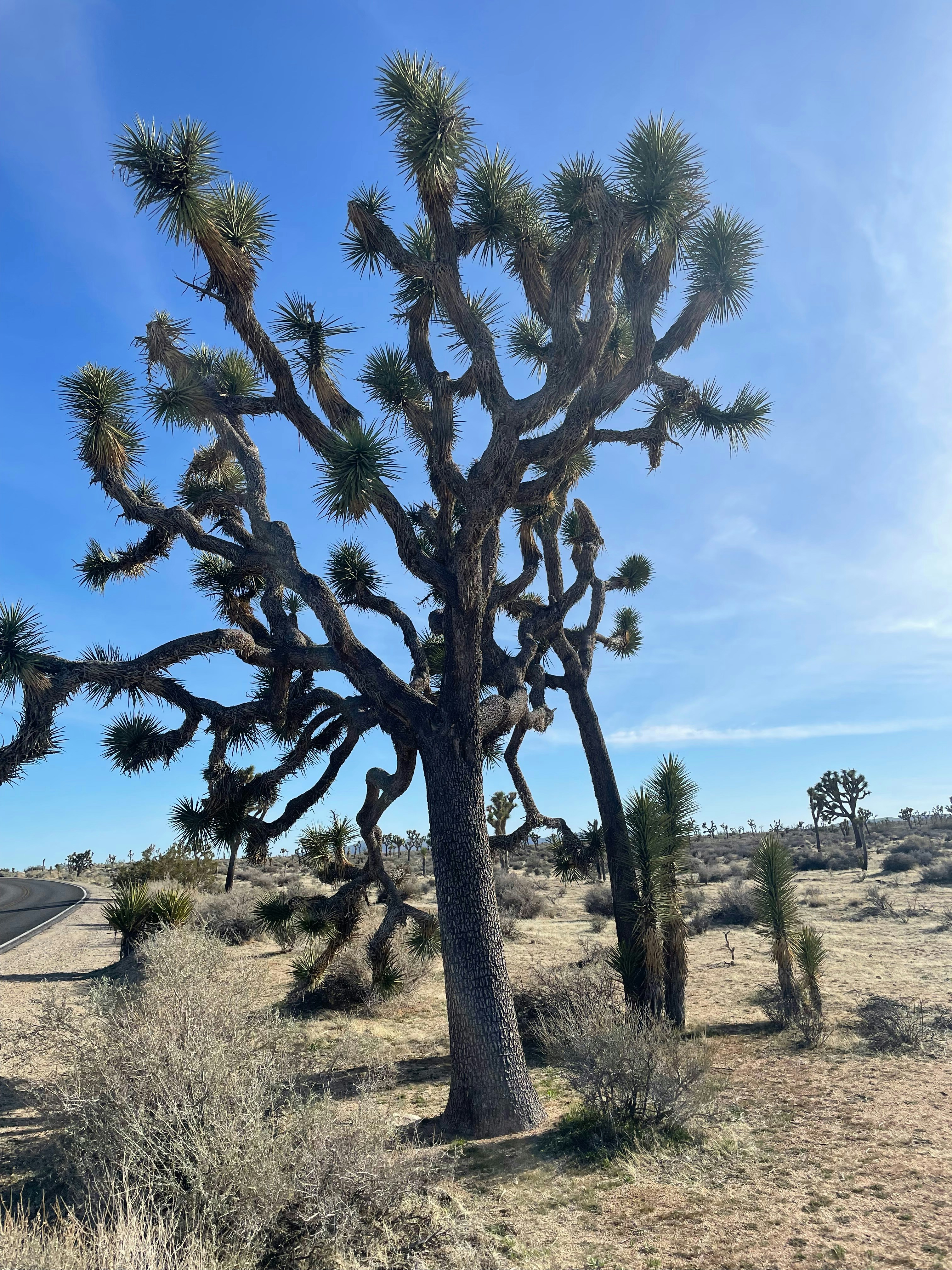 Photo by shawarma500