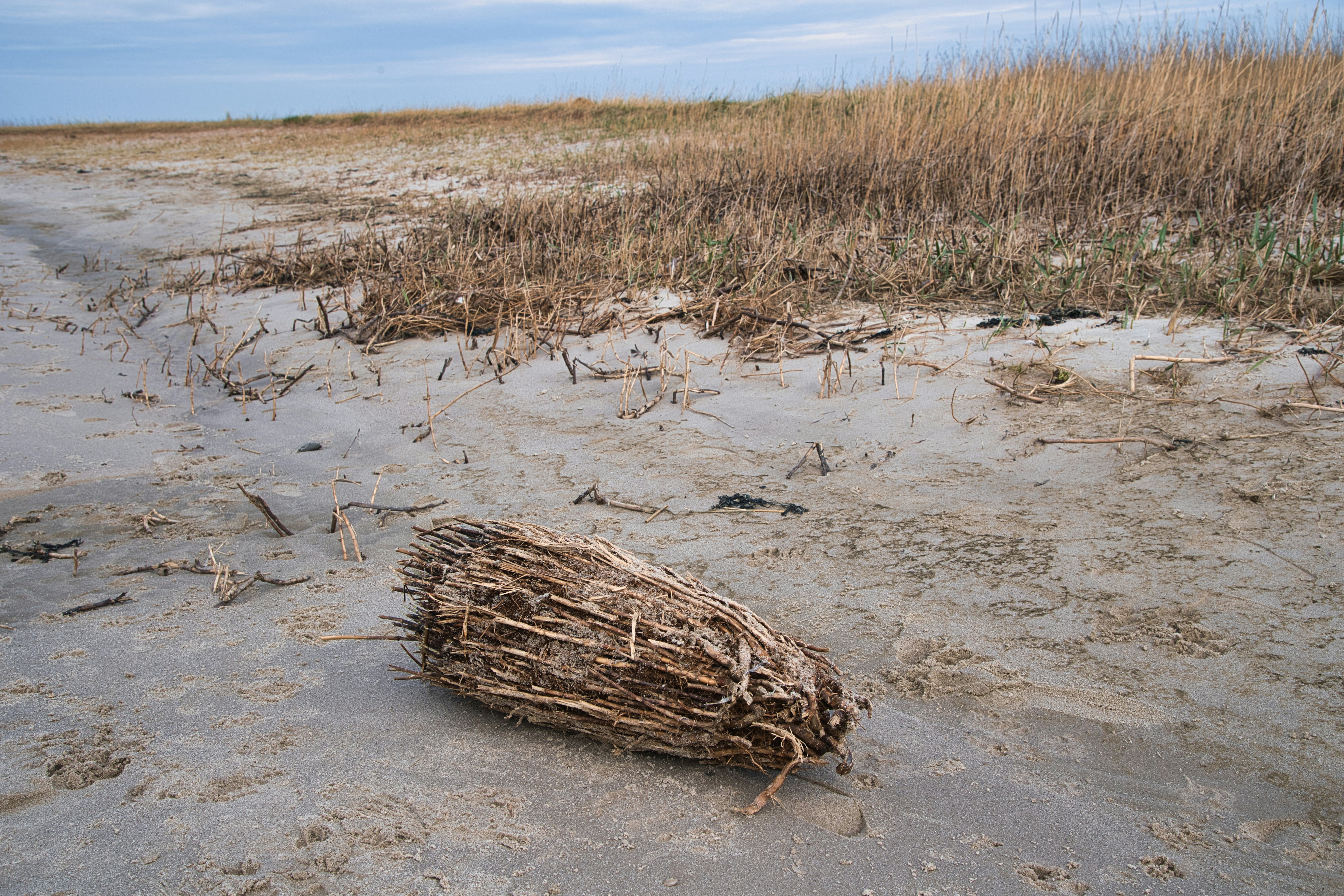 Ebb tide, dykes and shrimp cutters: by camper along the North Sea coast from East Frisia to Sylt – a piece of driftwood on a sandy beach