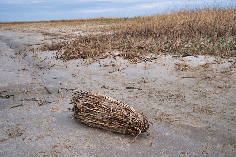 a piece of driftwood on a sandy beach