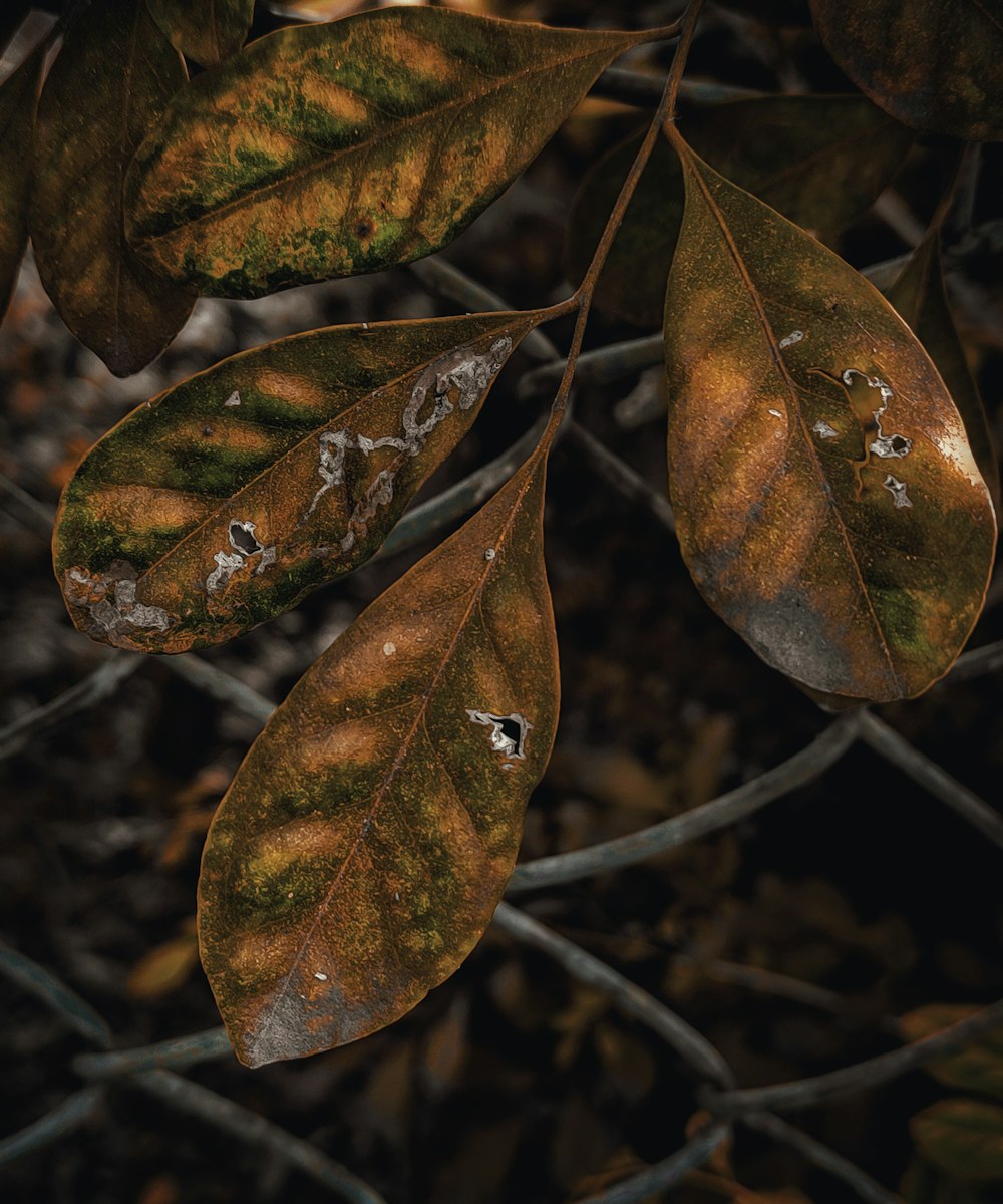 a close up of a leaf on a fence