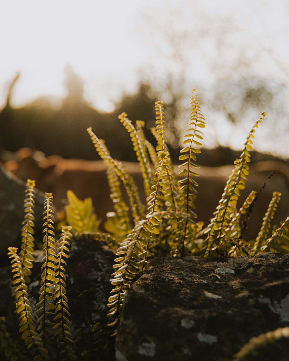 a close up of a plant on a rock