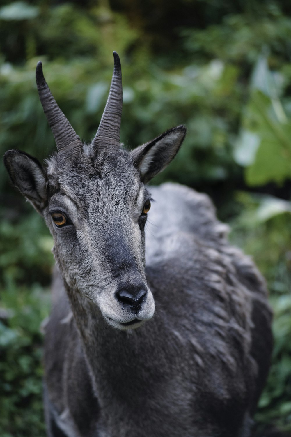 a close up of a goat with very long horns