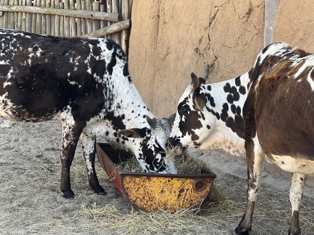 a couple of cows eating out of a bowl