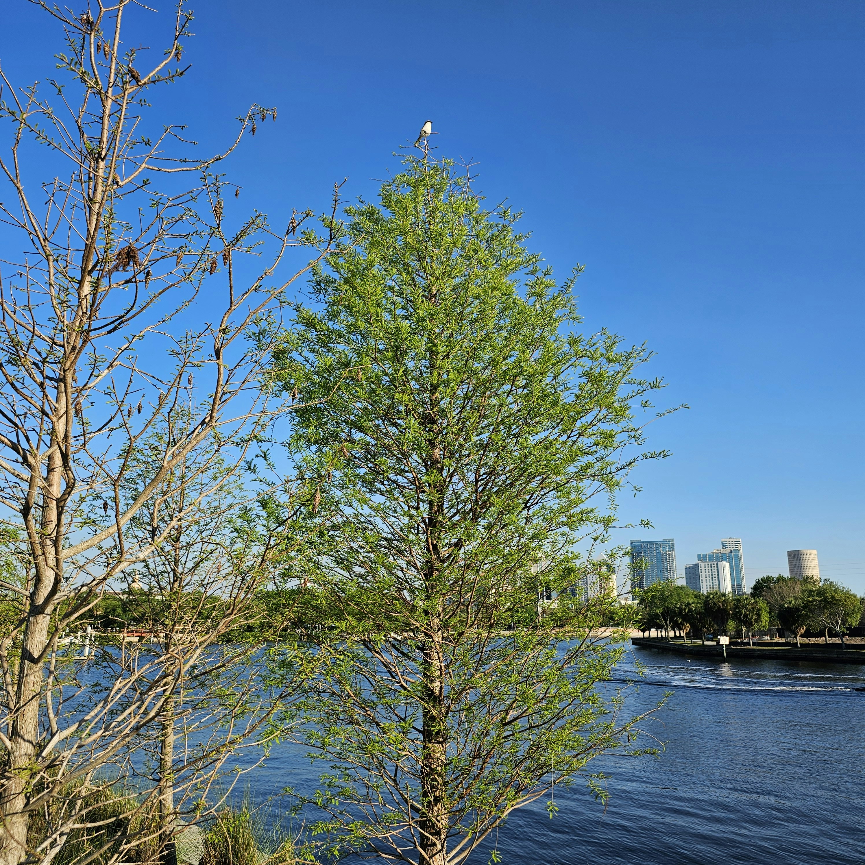 un cuerpo de agua rodeado de árboles y una ciudad
