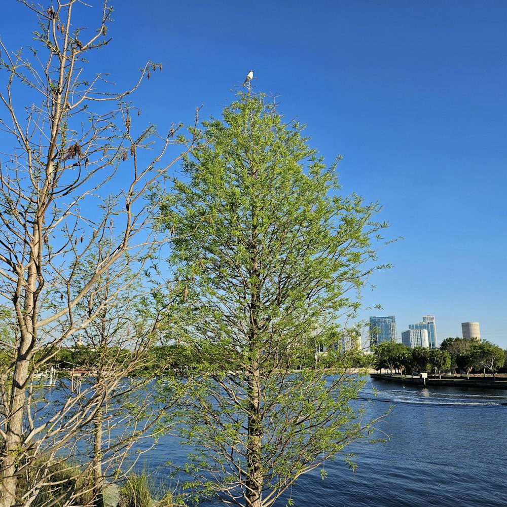 a body of water surrounded by trees and a city
