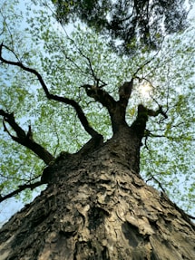 a tall tree with lots of green leaves