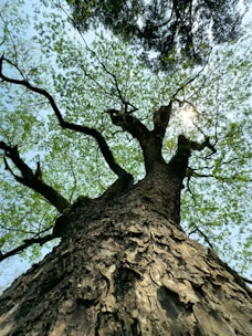 a tall tree with lots of green leaves