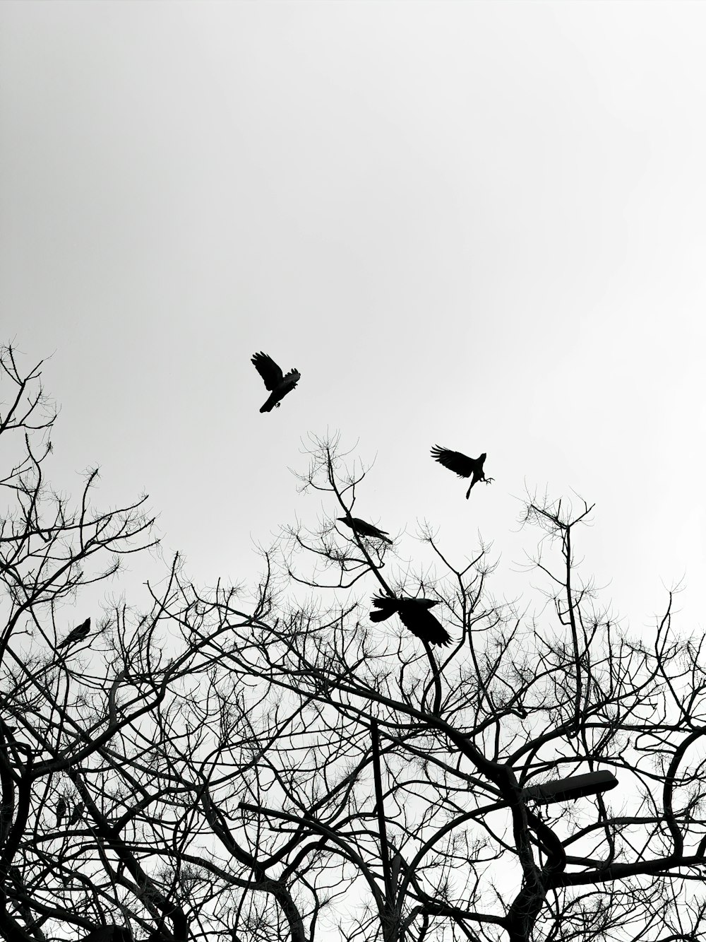 a flock of birds sitting on top of a tree