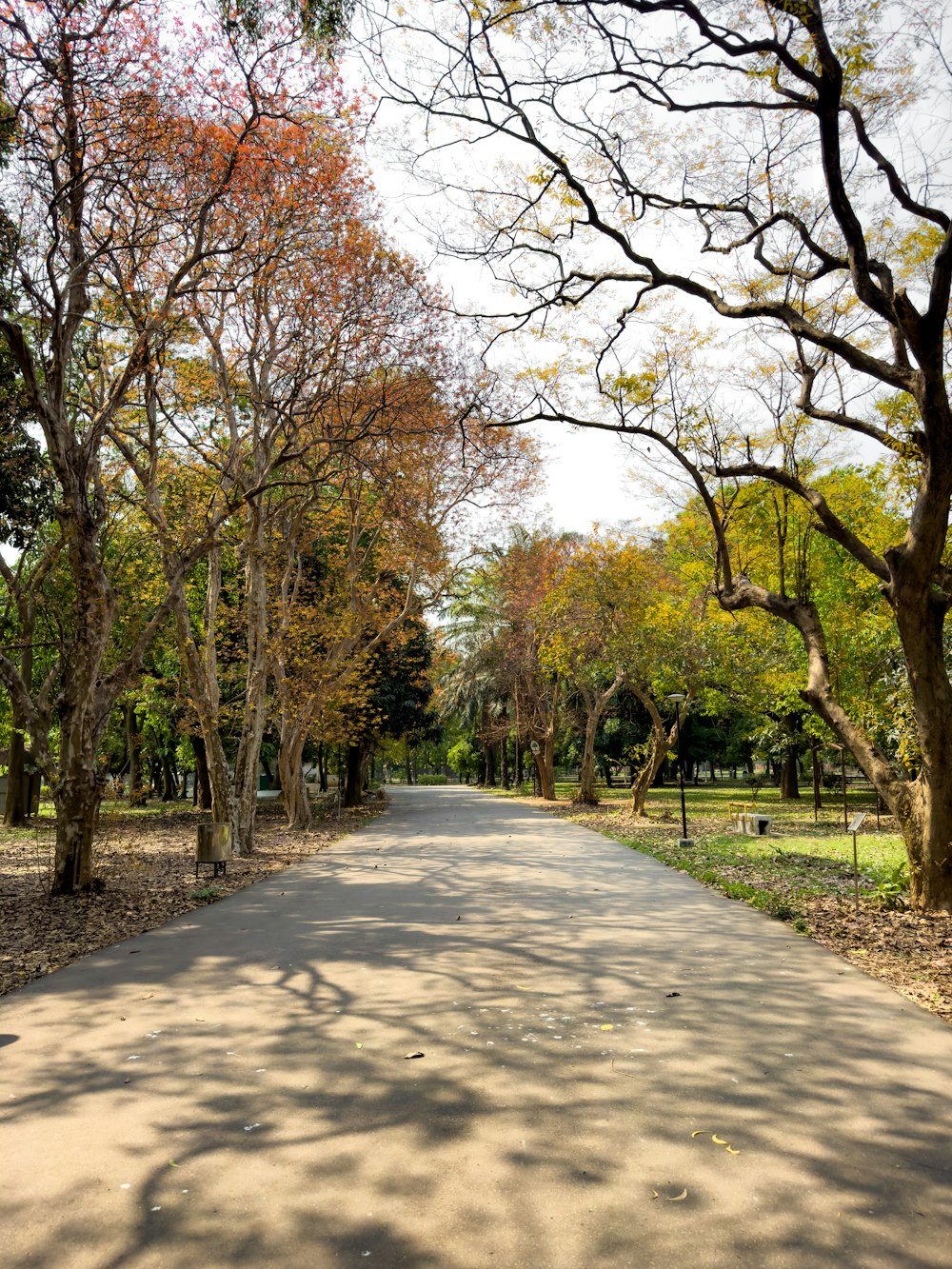 a park with trees and a paved path