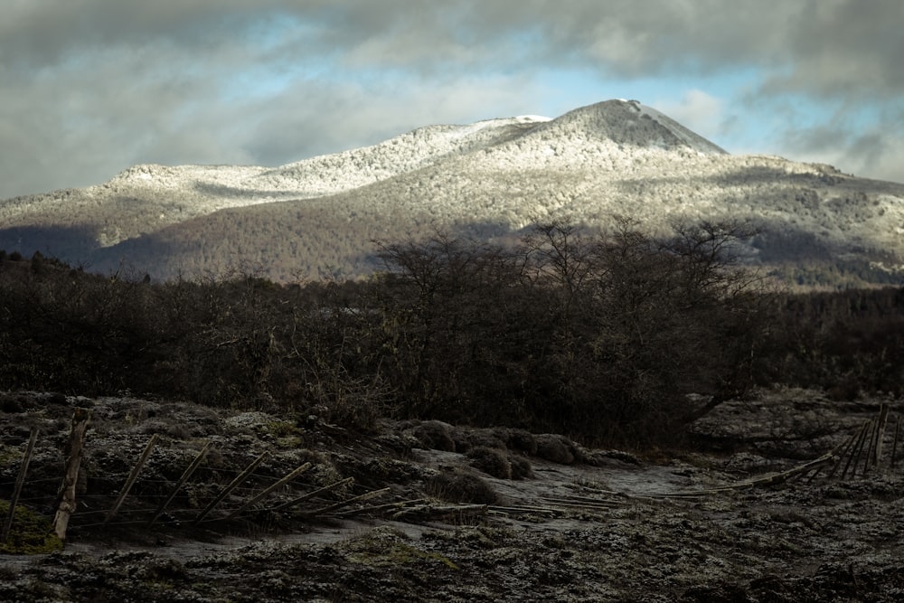 a mountain covered in snow with trees in the foreground