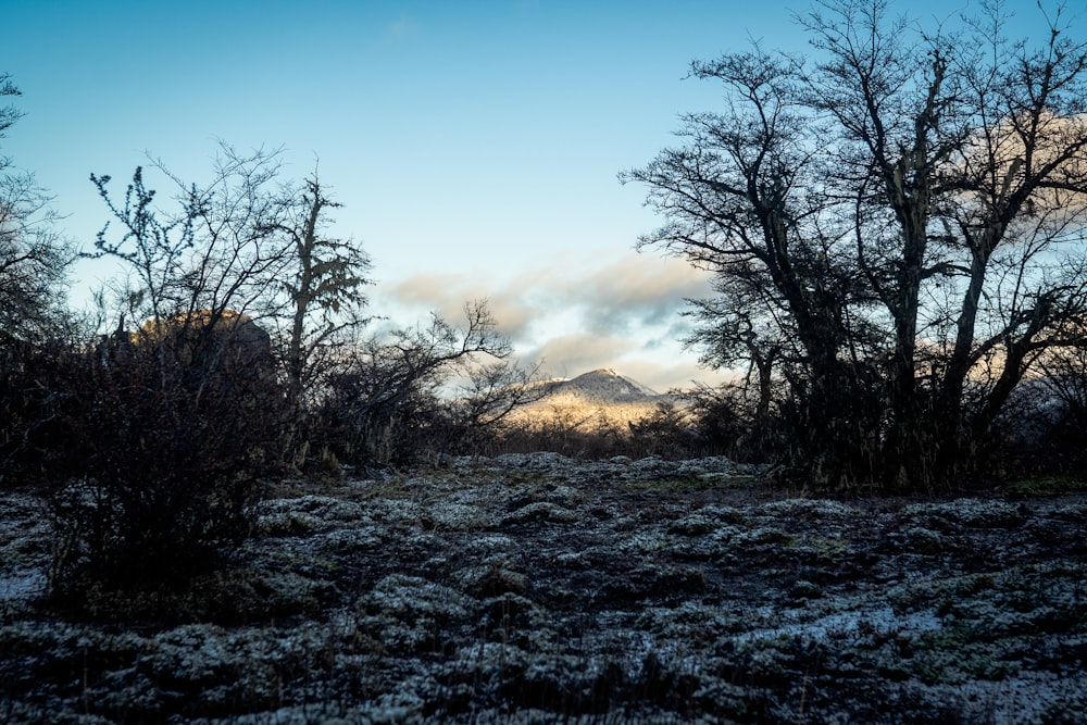 a snow covered field with trees and a mountain in the background