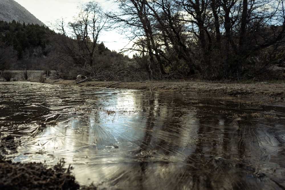 a puddle of water with trees in the background