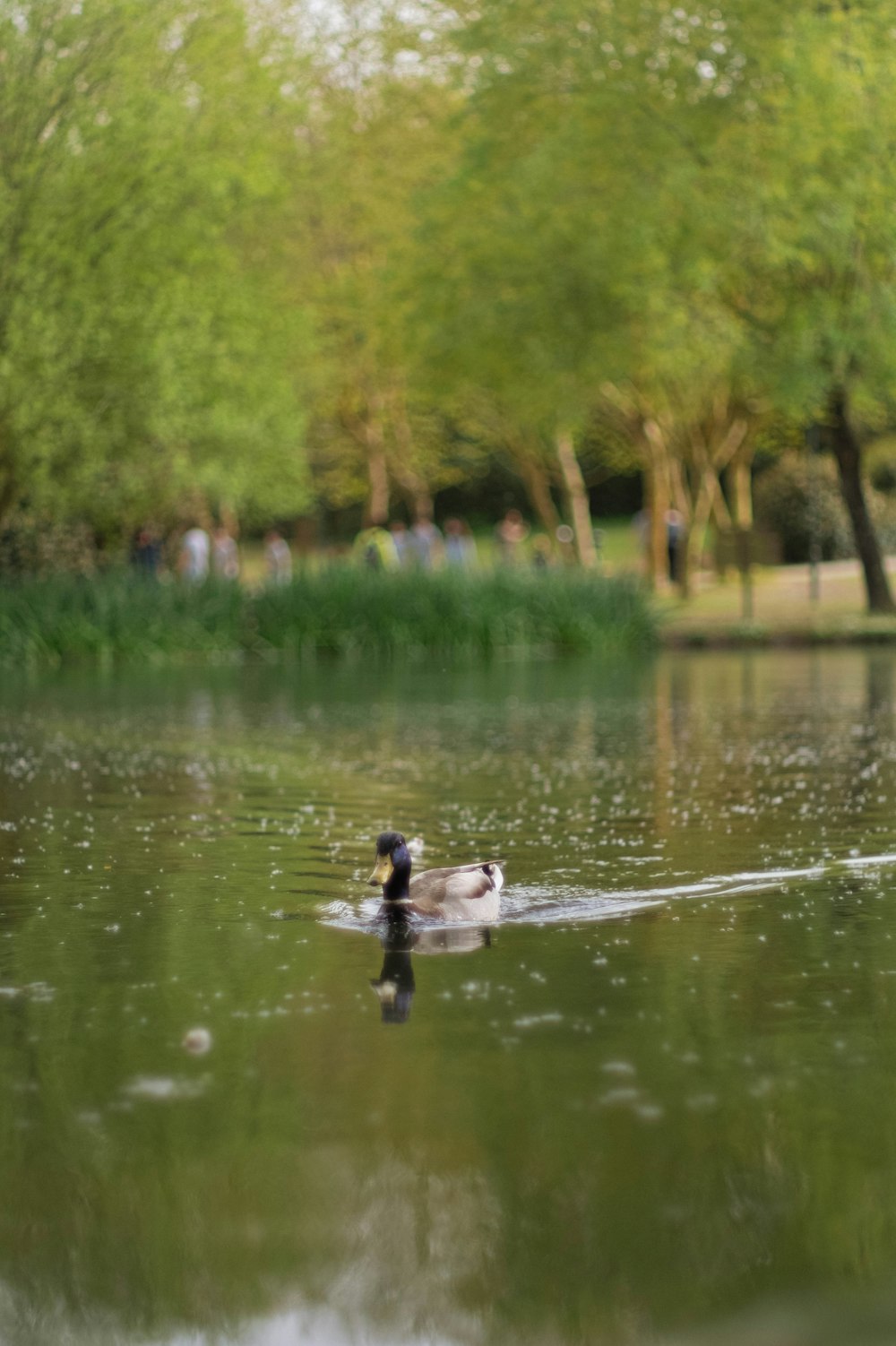Un par de patos flotando en la parte superior de un lago