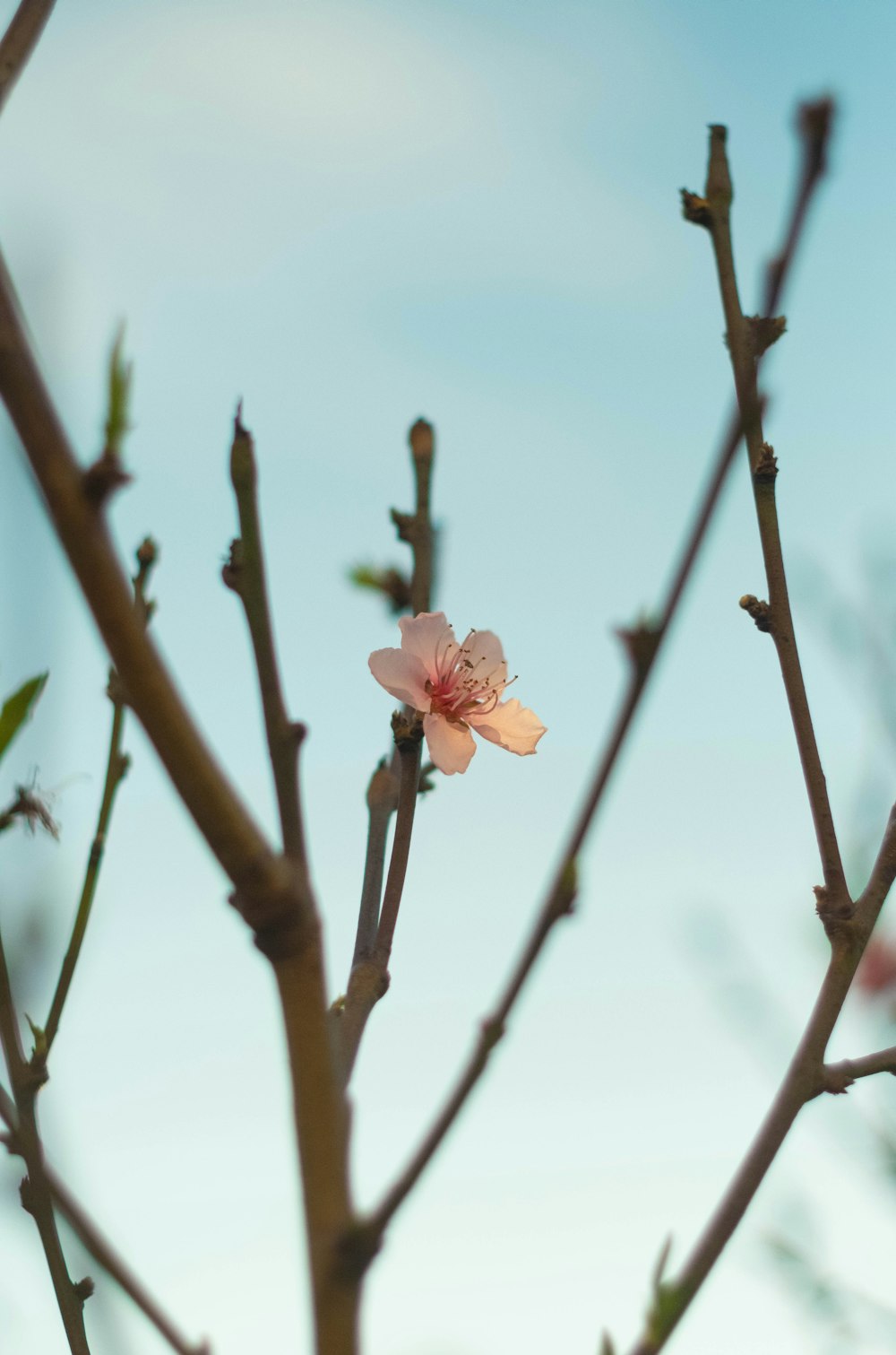 a pink flower on a tree branch with a blue sky in the background