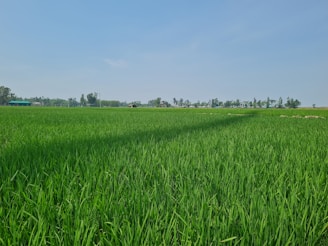 a large field of green grass with trees in the background
