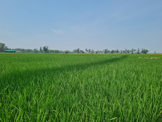 a large field of green grass with trees in the background