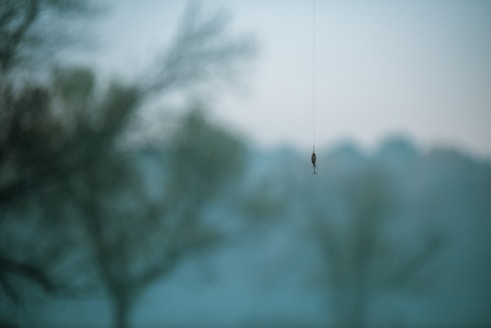 a blurry photo of a bird hanging from a string