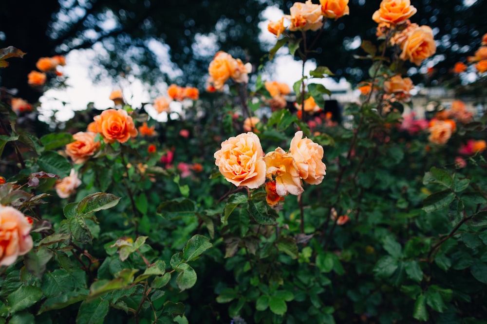 a bunch of orange roses growing in a garden