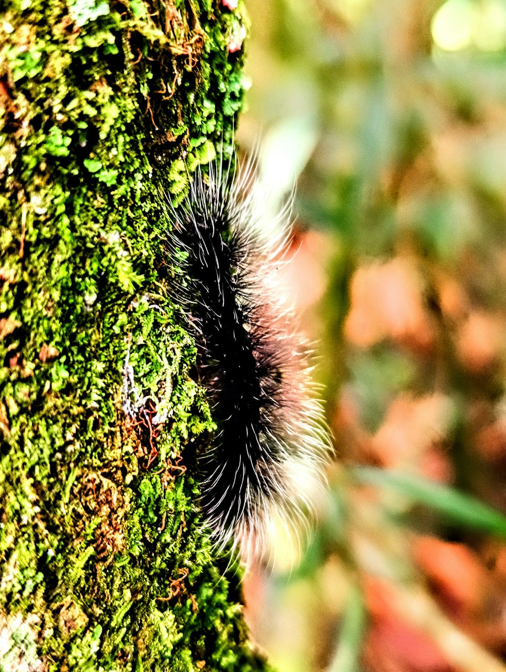 a close up of a mossy tree with a caterpillar crawling on it