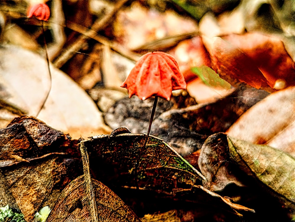 a red umbrella sitting on top of a leaf covered ground