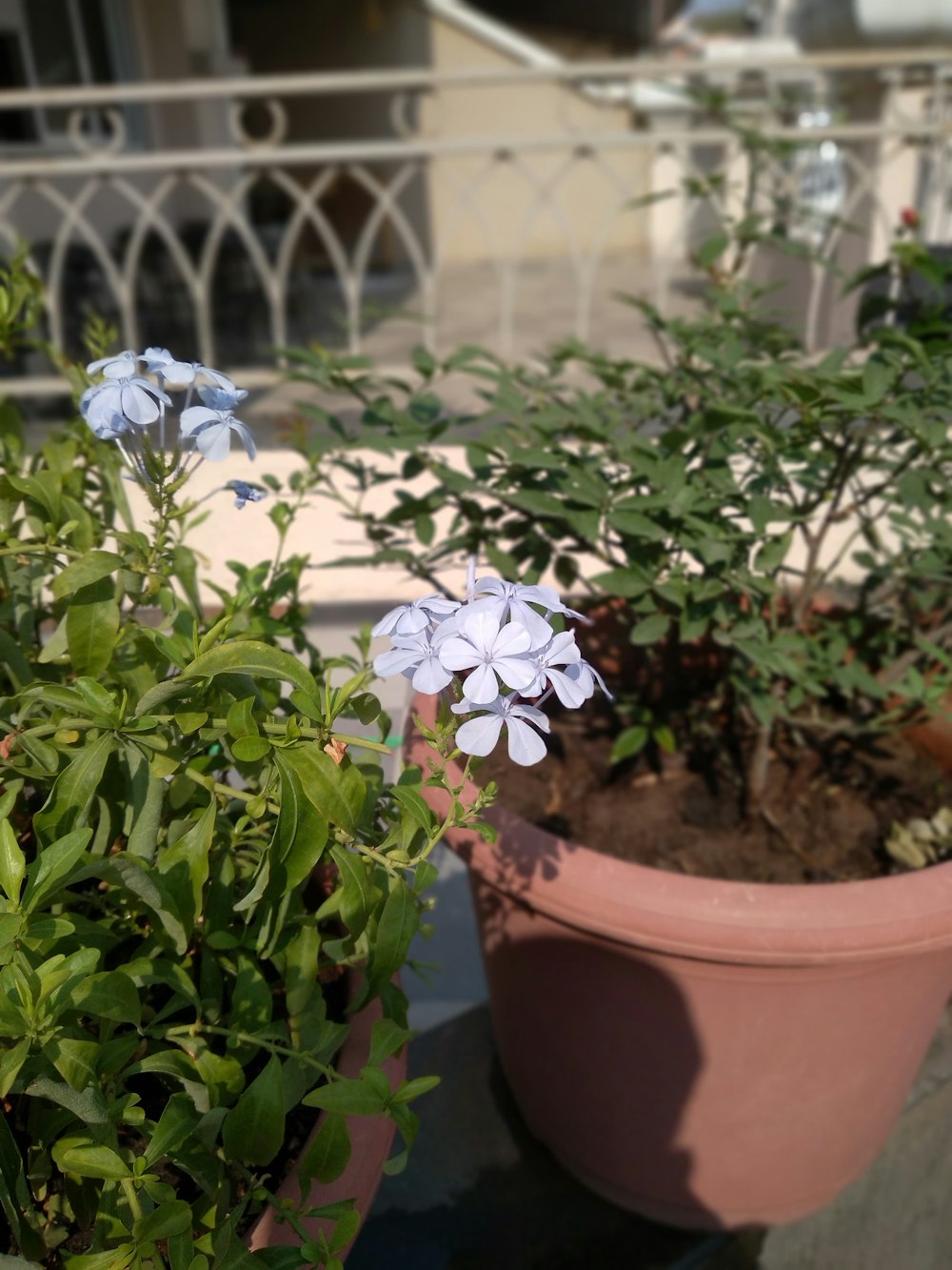 a couple of potted plants sitting next to each other