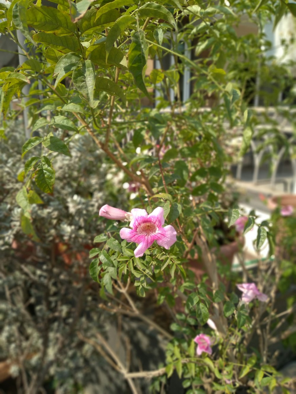 a bush with pink flowers and green leaves