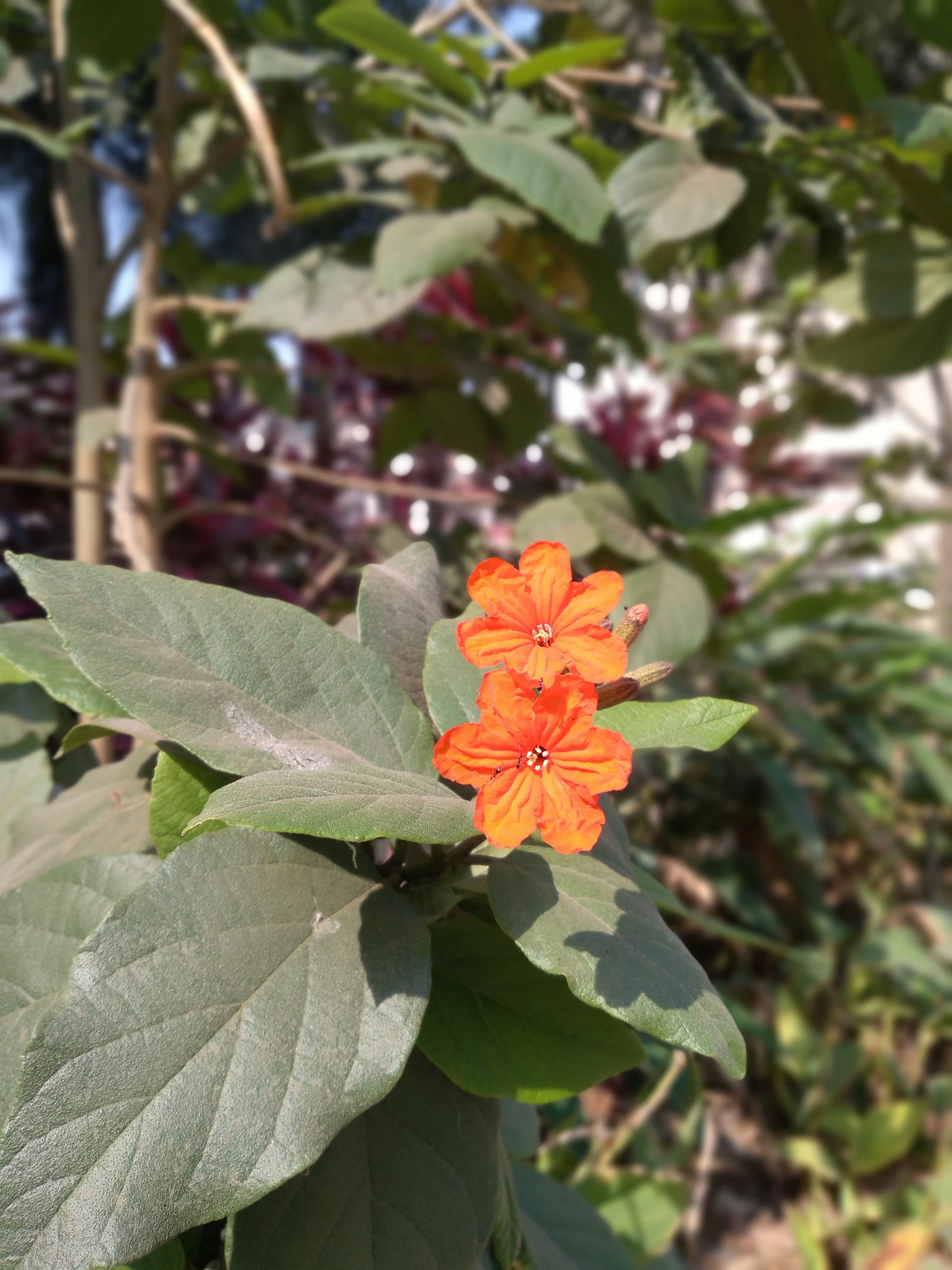 Pune Ayurvedic retreat