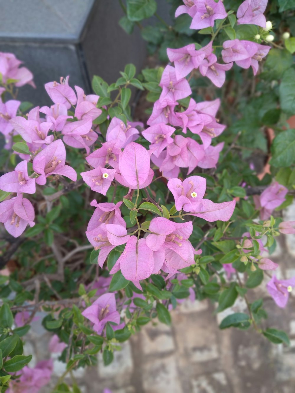 a bush of pink flowers with green leaves