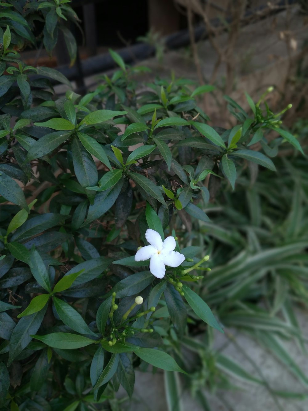 uma flor branca sentada em cima de uma planta verde exuberante