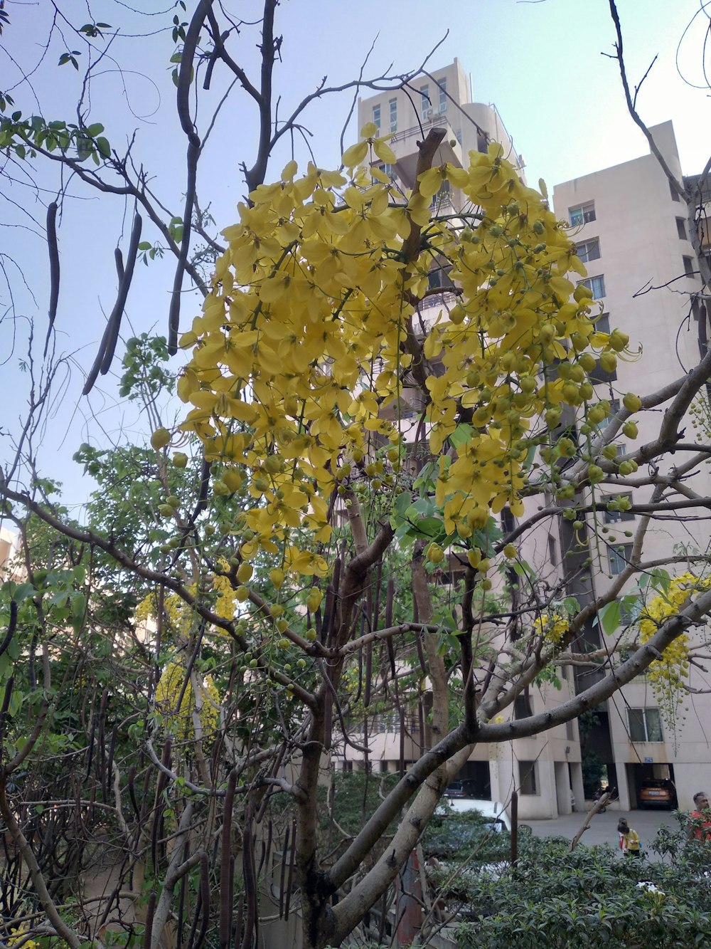 a tree with yellow flowers in front of a building