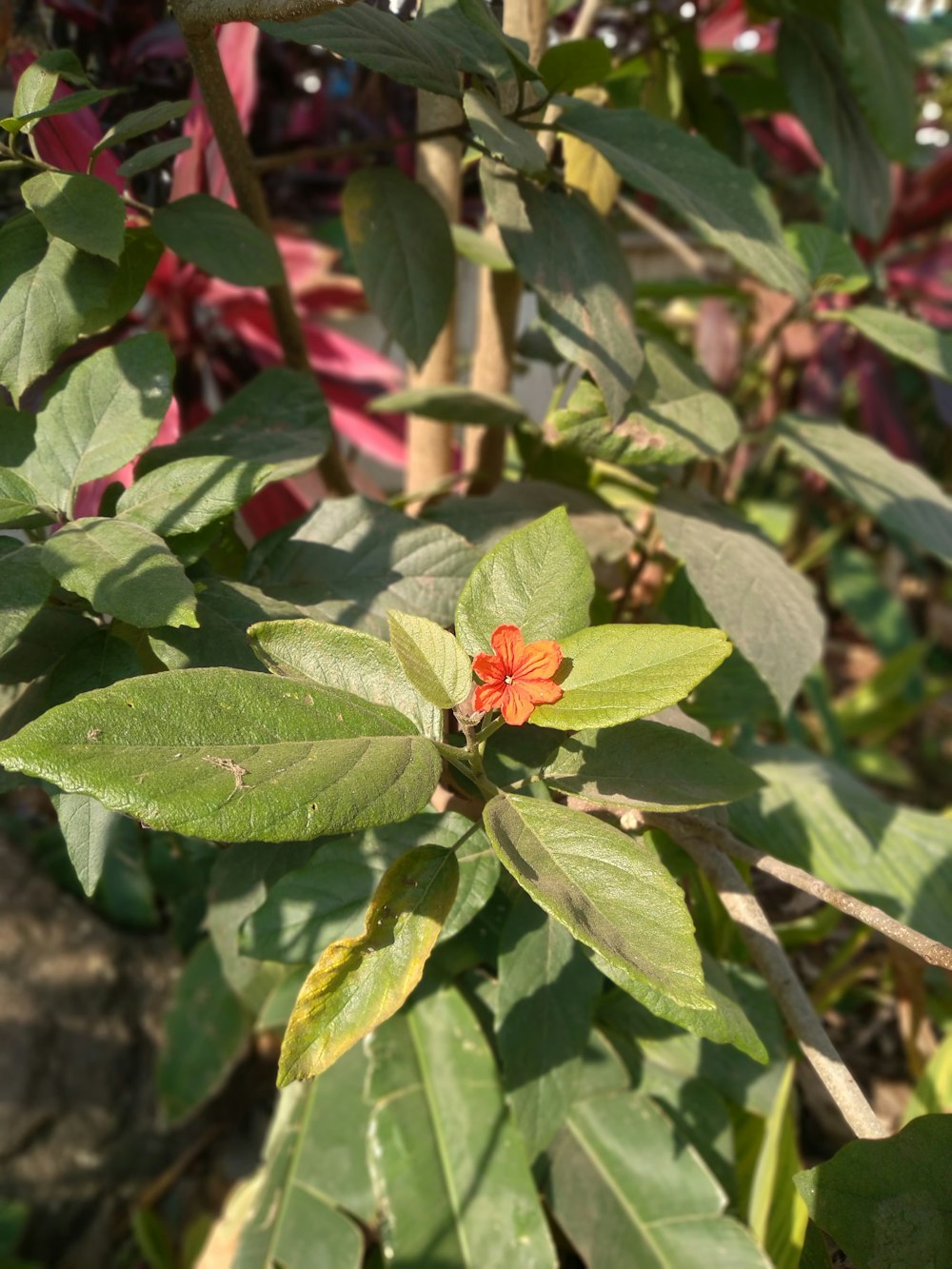 a small orange flower on a green plant