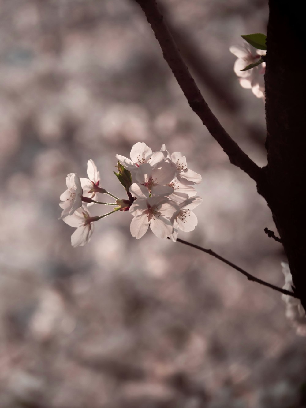 a branch of a tree with white flowers